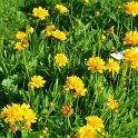 Coreopsis grandiflora 'Early Sunrise'